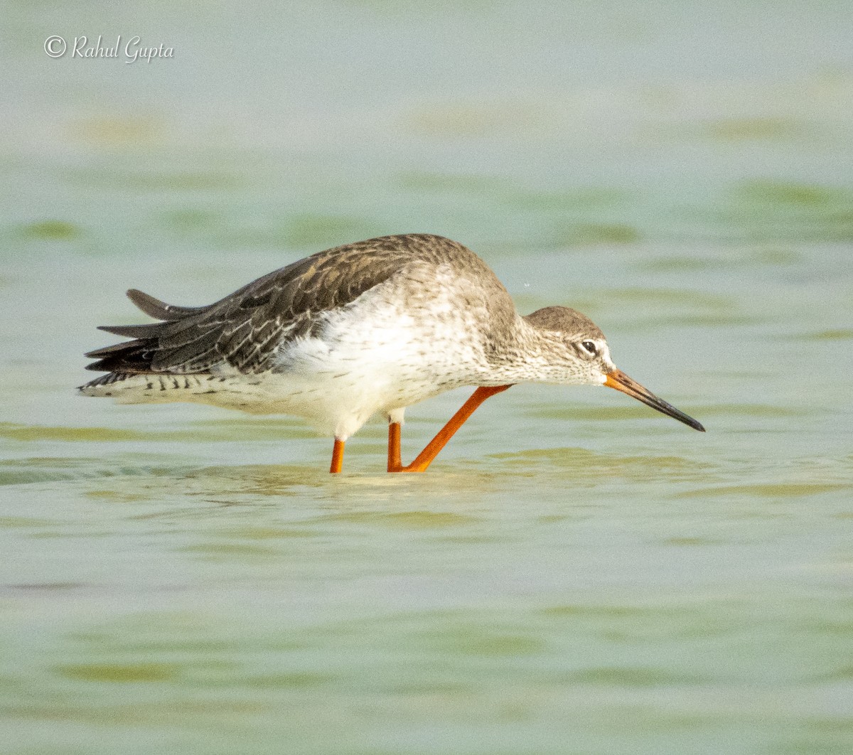 Common Redshank - ML643174672
