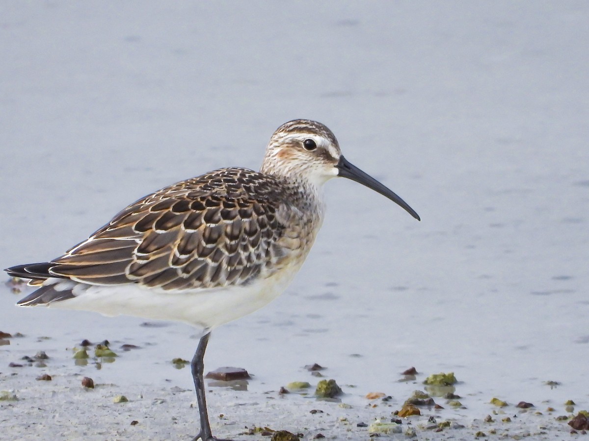 Curlew Sandpiper - ML643174675
