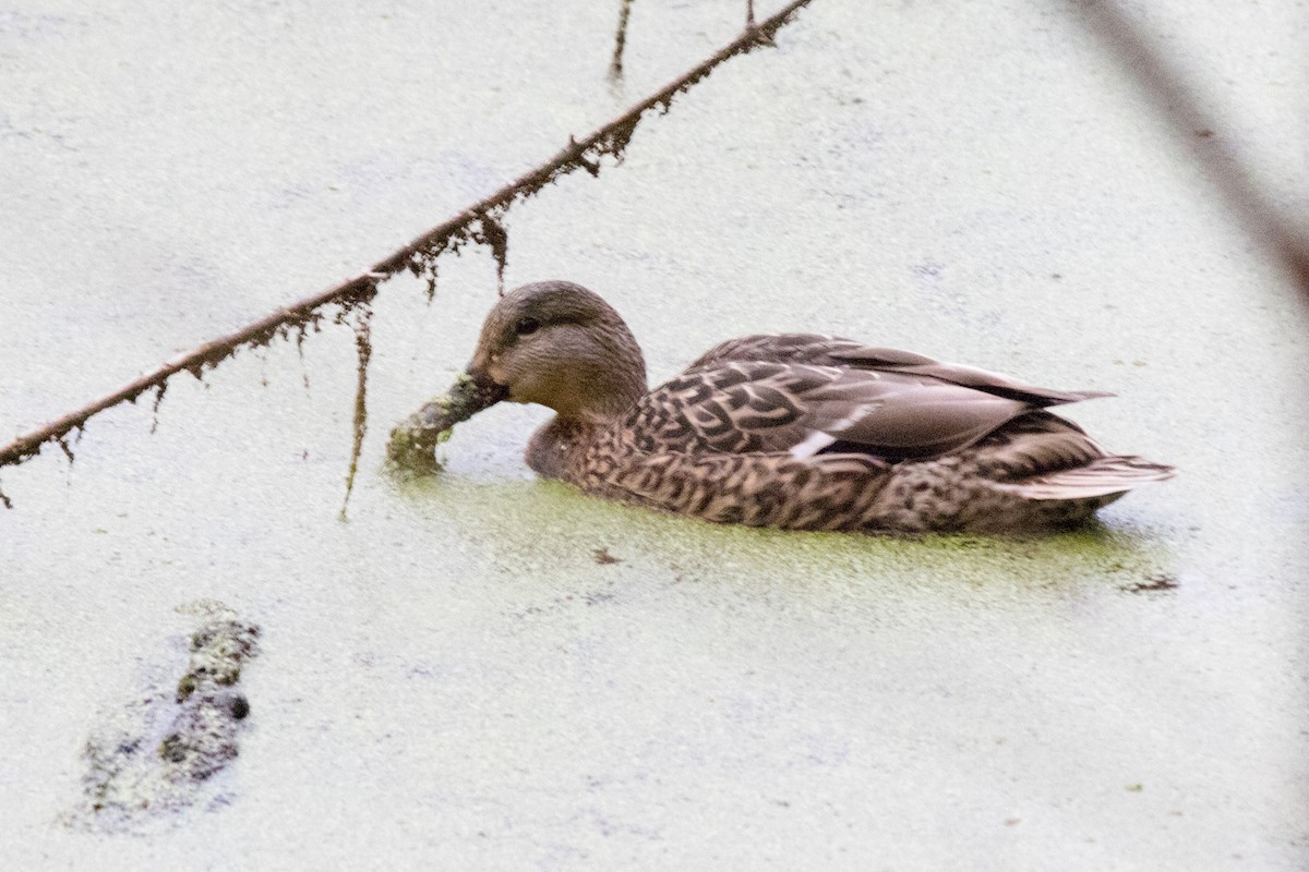 Mallard - ML643174686