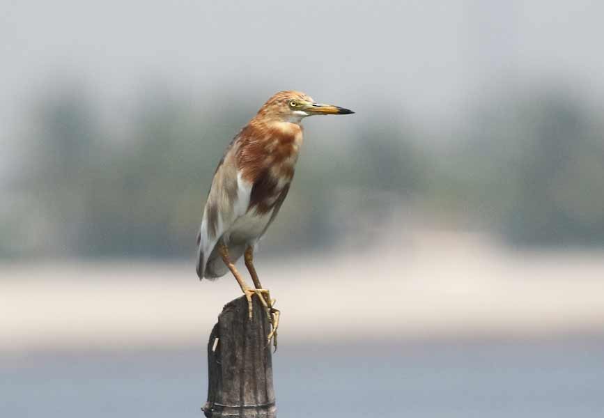 Javan Pond-Heron - ML643174688