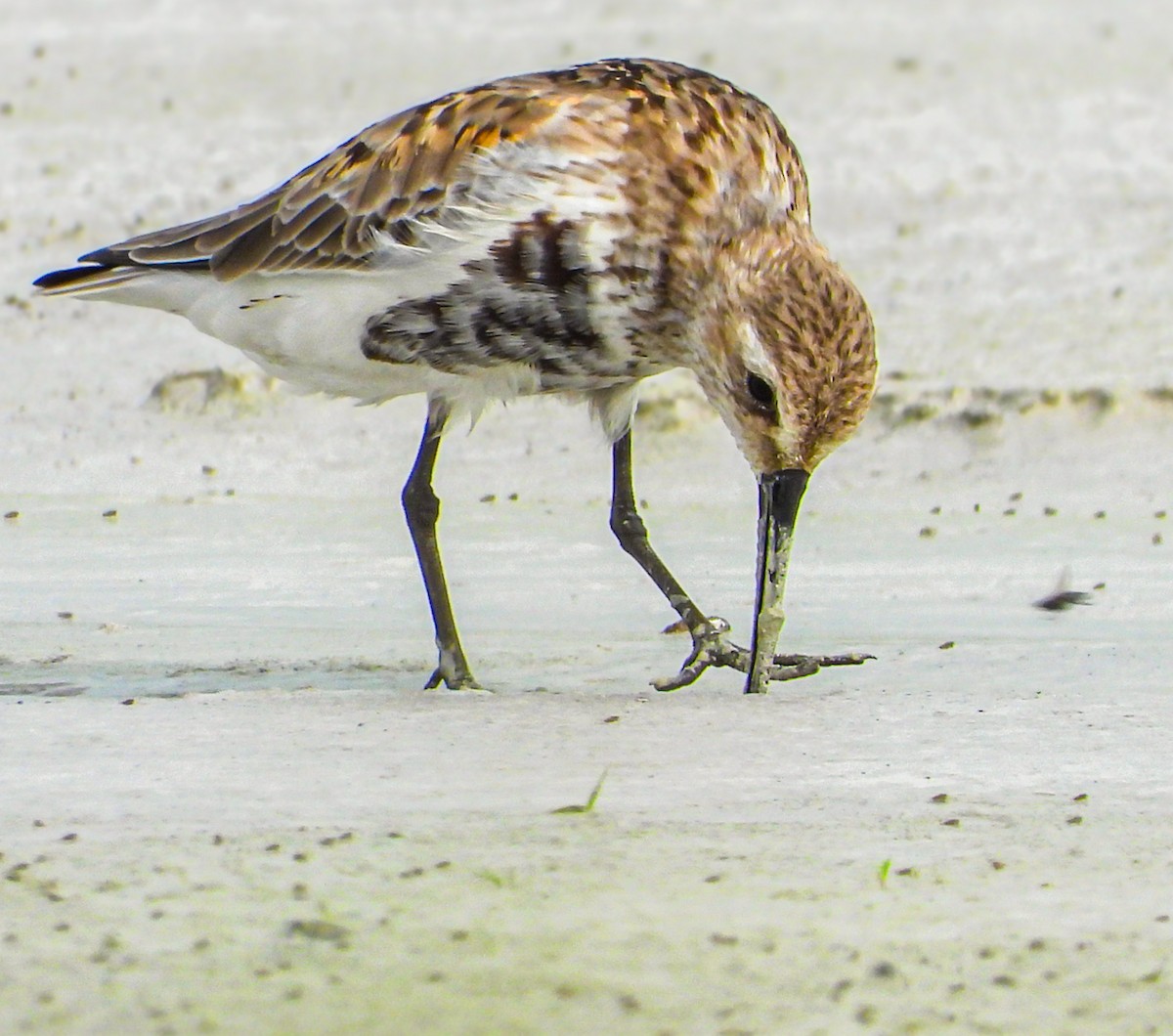 Dunlin - ML643174691