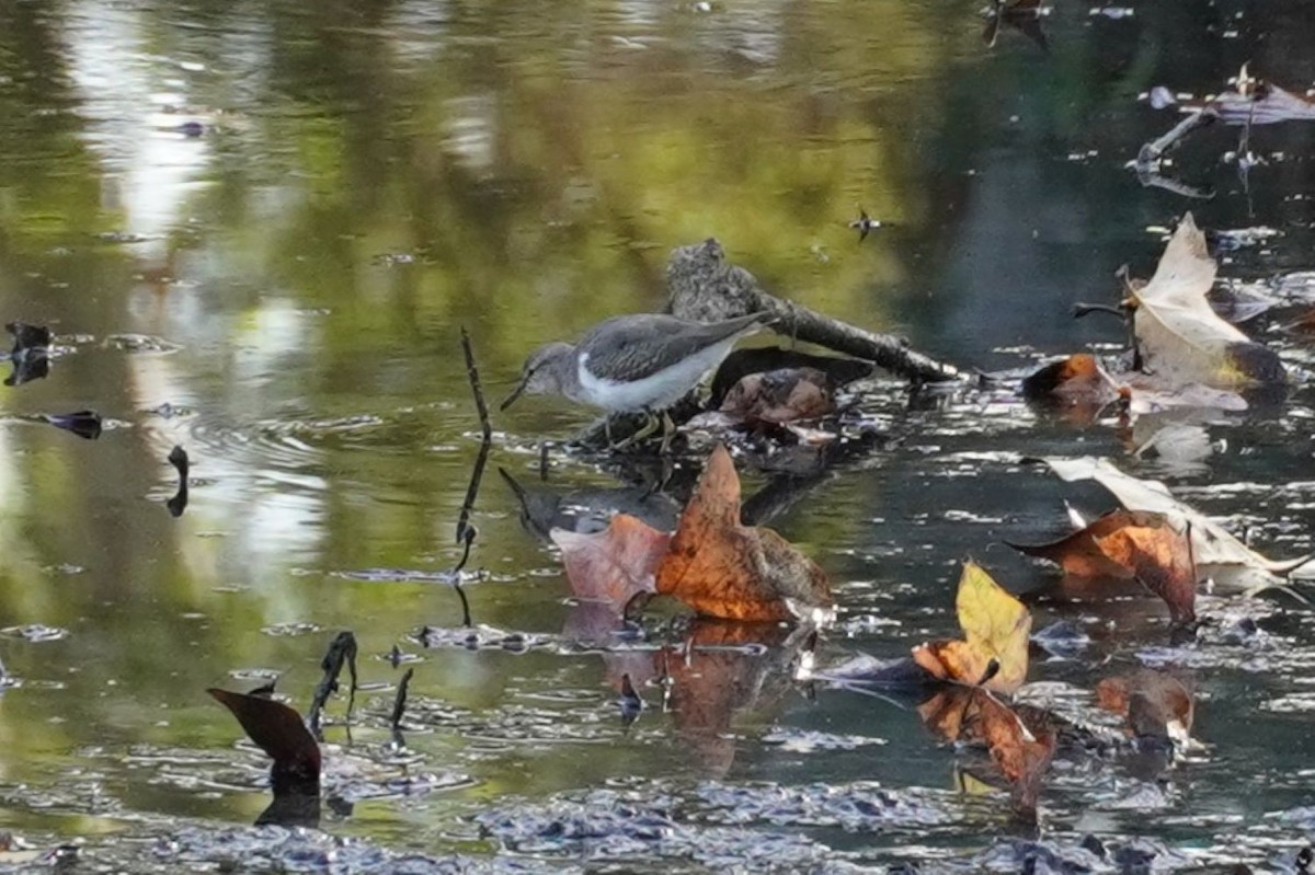 Spotted Sandpiper - ML643174699