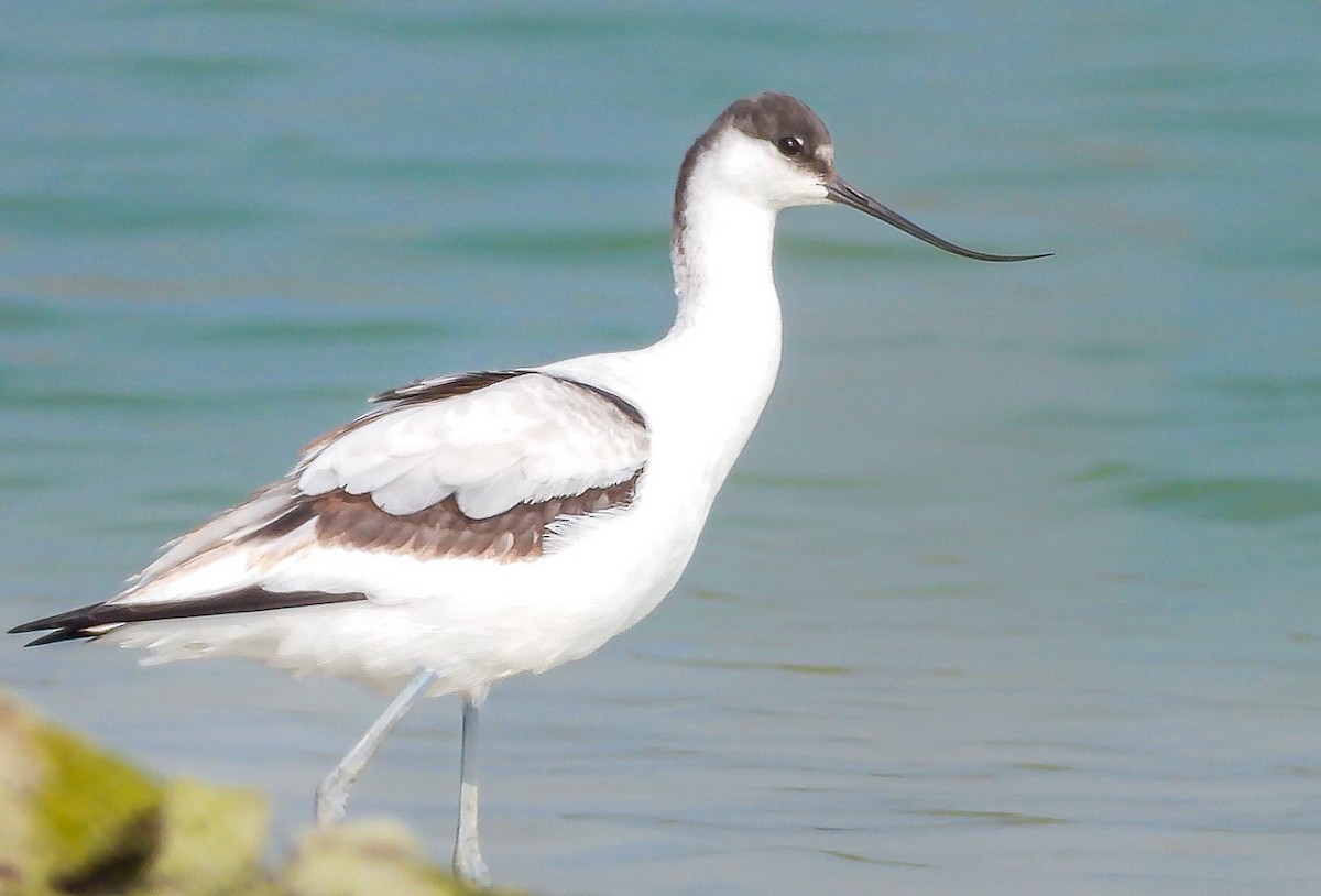 Pied Avocet - ML643174704
