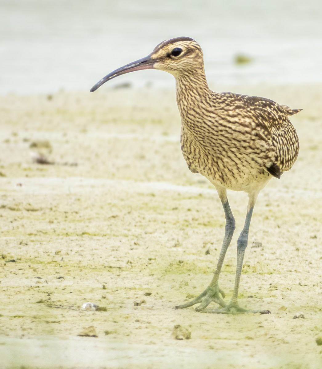 Eurasian Whimbrel - ML643174706