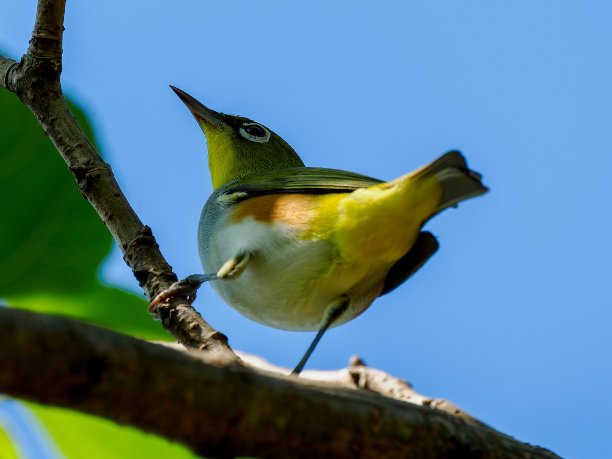 Chestnut-flanked White-eye - ML643174707