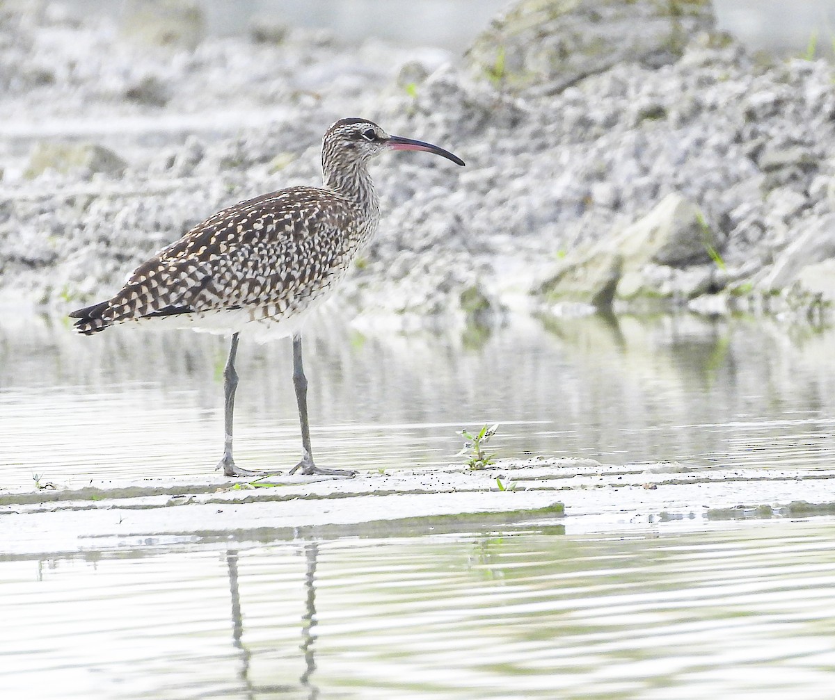 Eurasian Whimbrel - ML643174710