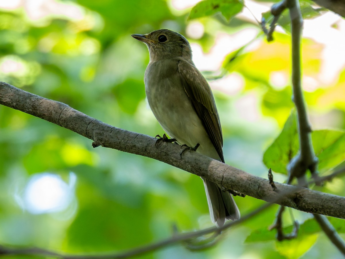 Blue-and-white Flycatcher - ML643174713
