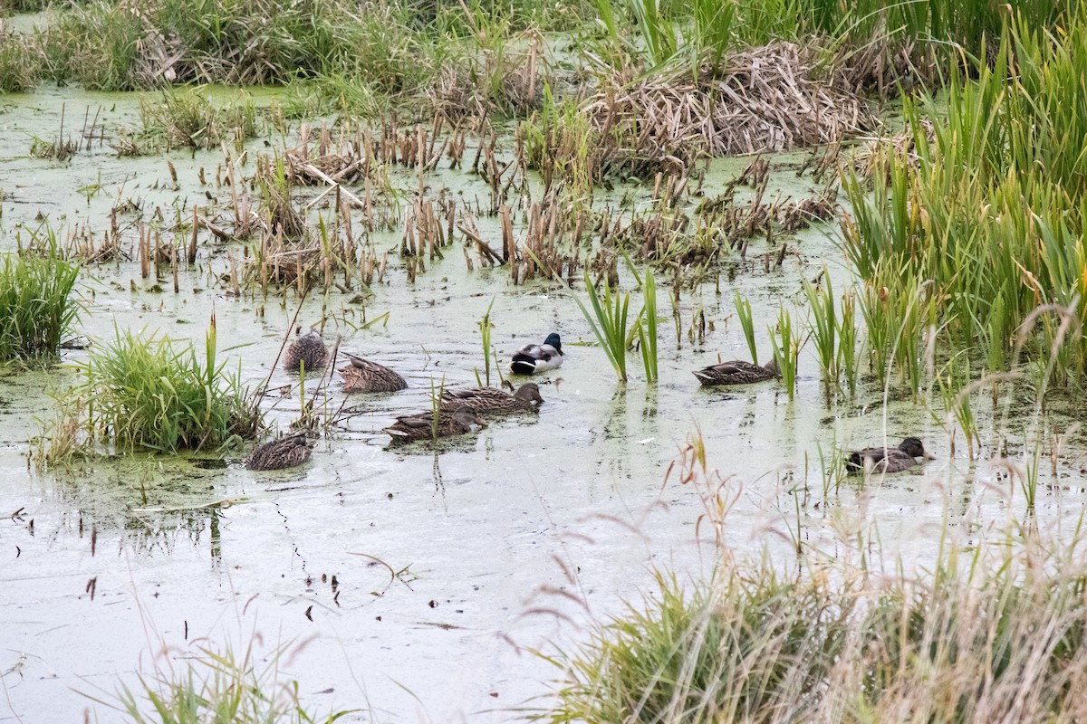 Mallard - ML643174715
