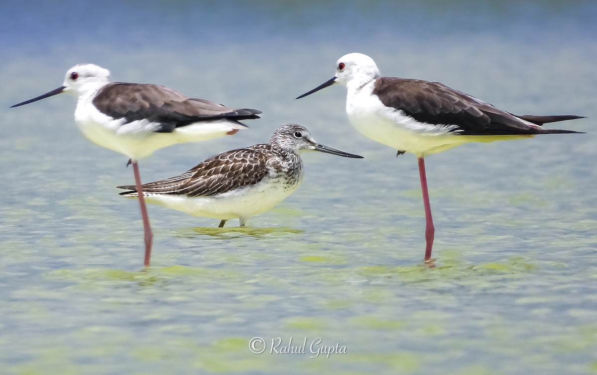 Common Greenshank - ML643174716