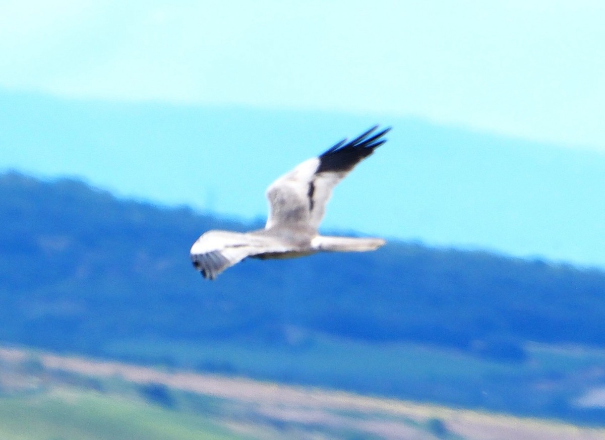 Aguilucho Cenizo - ML643174719