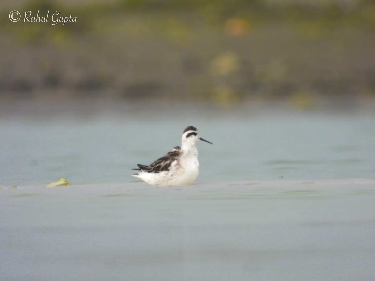 Red-necked Phalarope - ML643174722