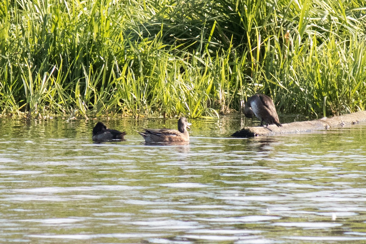 Ring-necked Duck - ML643174729