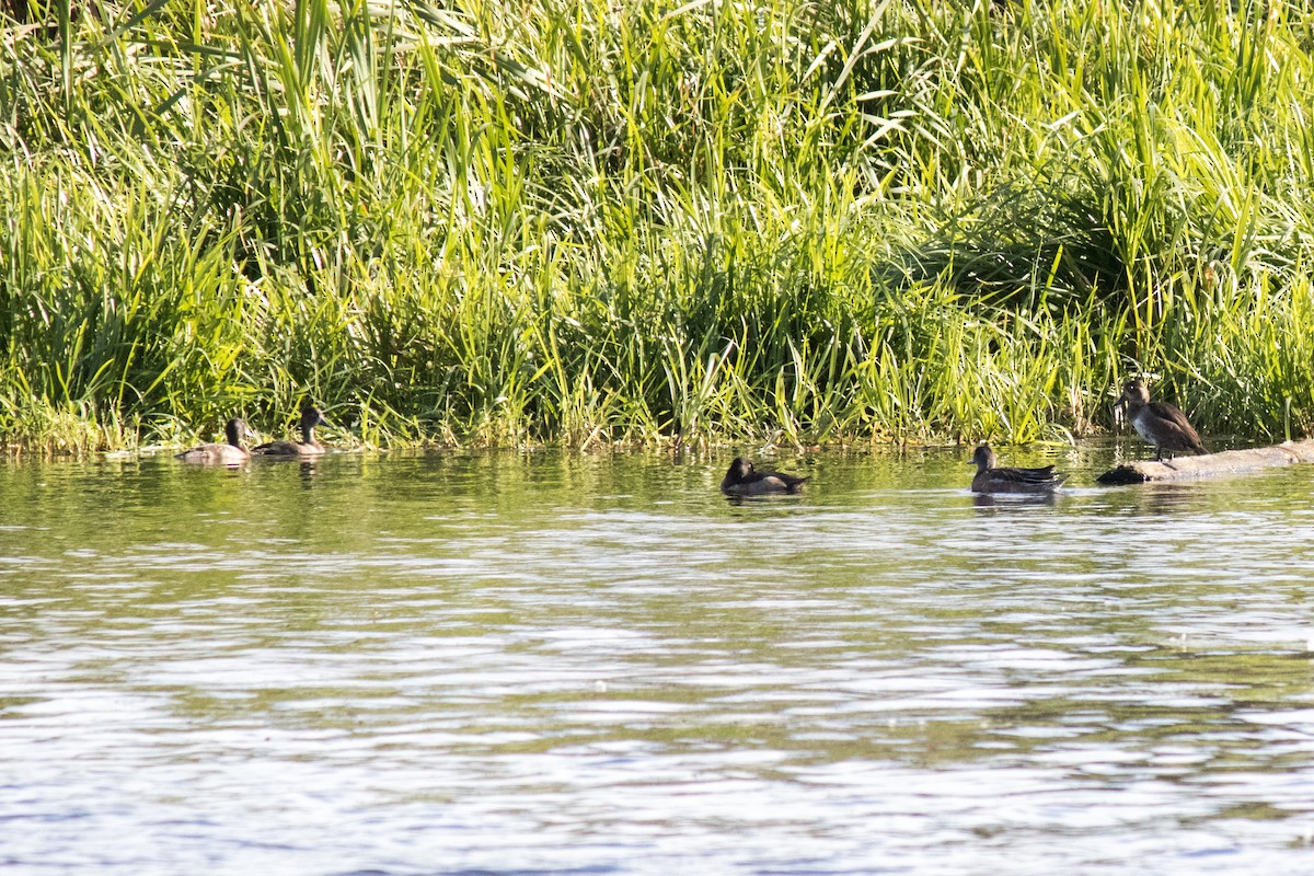 Ring-necked Duck - ML643174731
