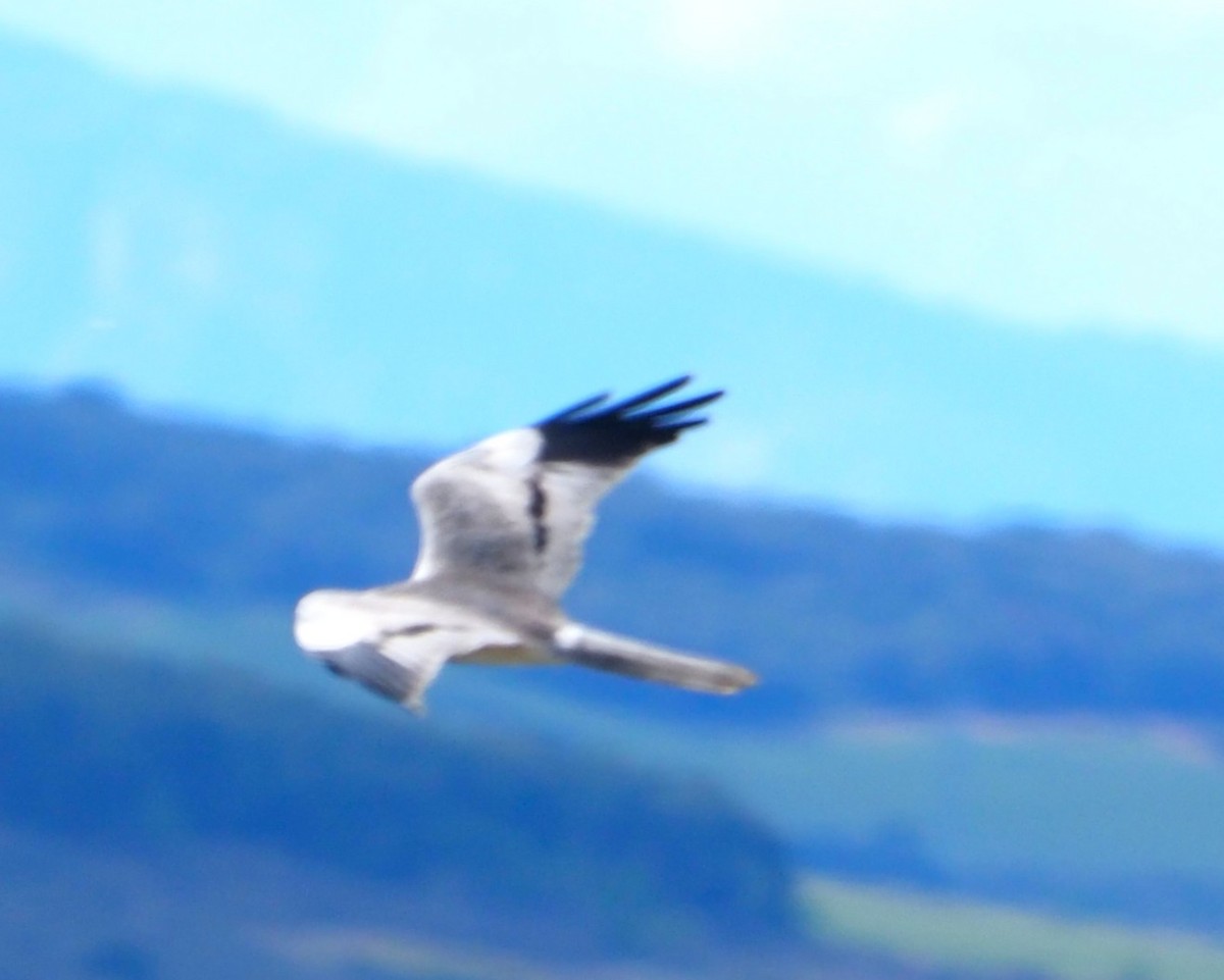 Aguilucho Cenizo - ML643174736