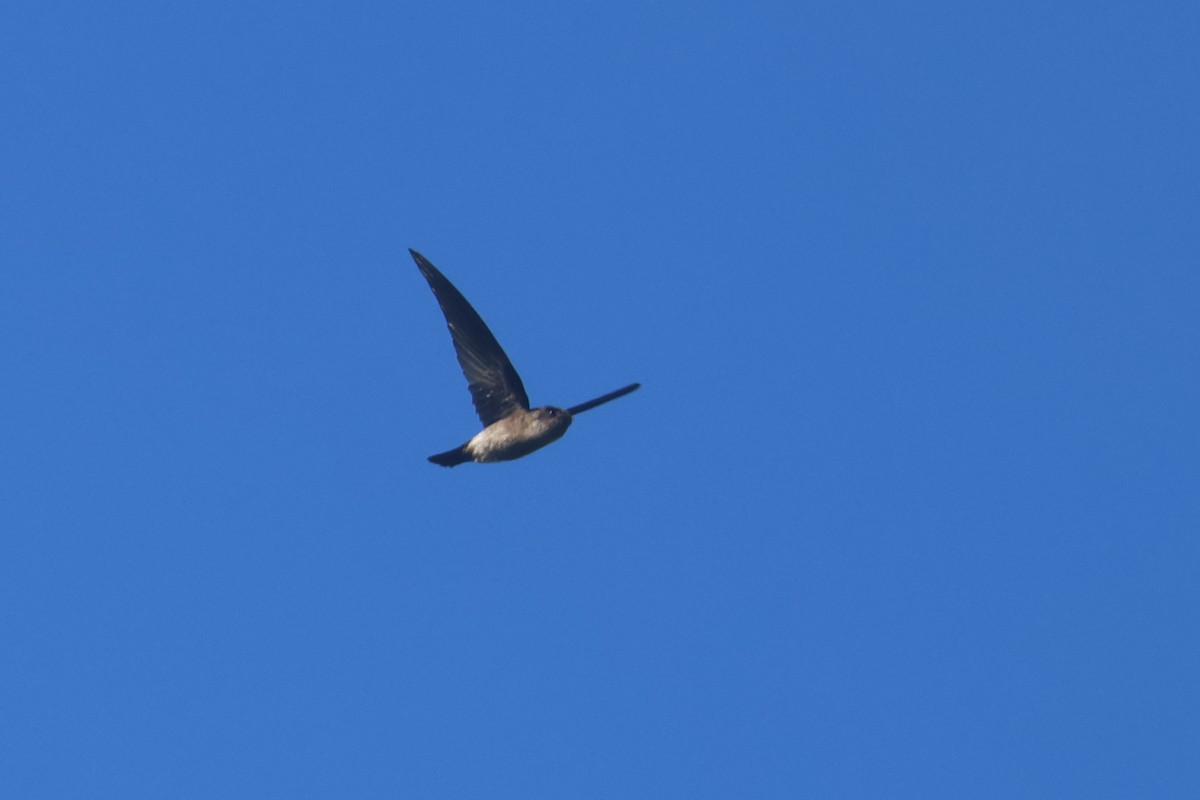 White-rumped Swiftlet - ML643174747