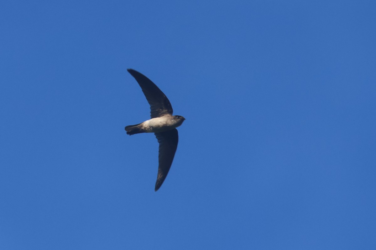 White-rumped Swiftlet - ML643174748