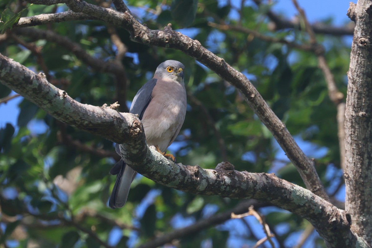 Fiji Goshawk - ML643174754