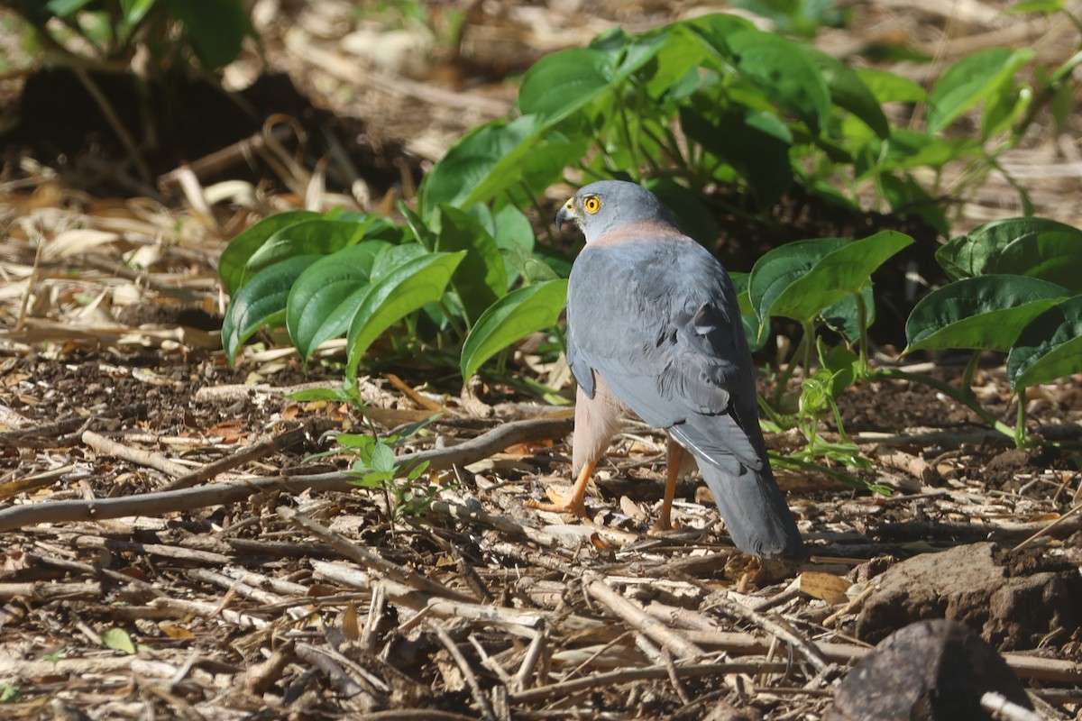 Fiji Goshawk - ML643174755