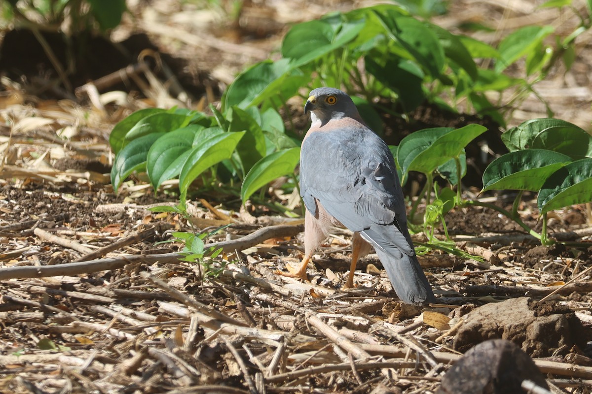 Fiji Goshawk - ML643174756