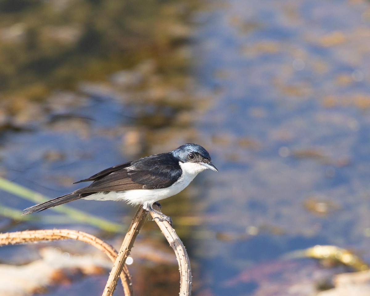 Paperbark Flycatcher - ML643174774