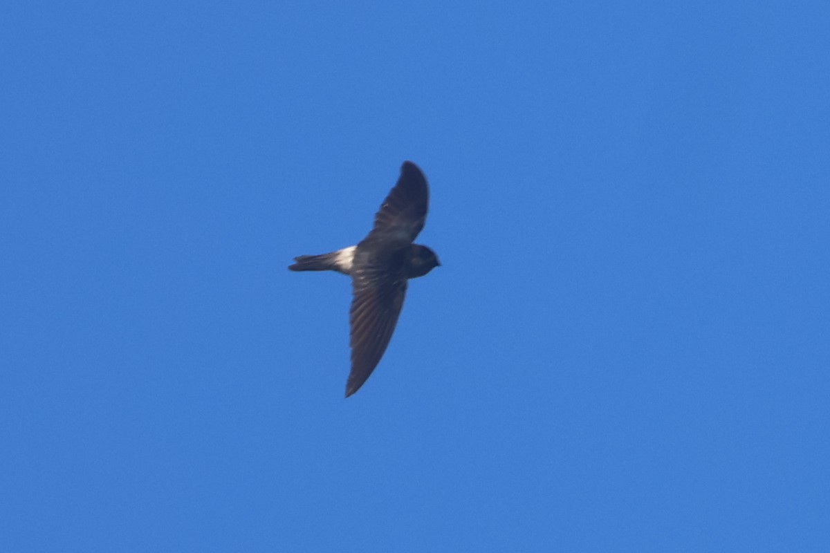 White-rumped Swiftlet - ML643174790