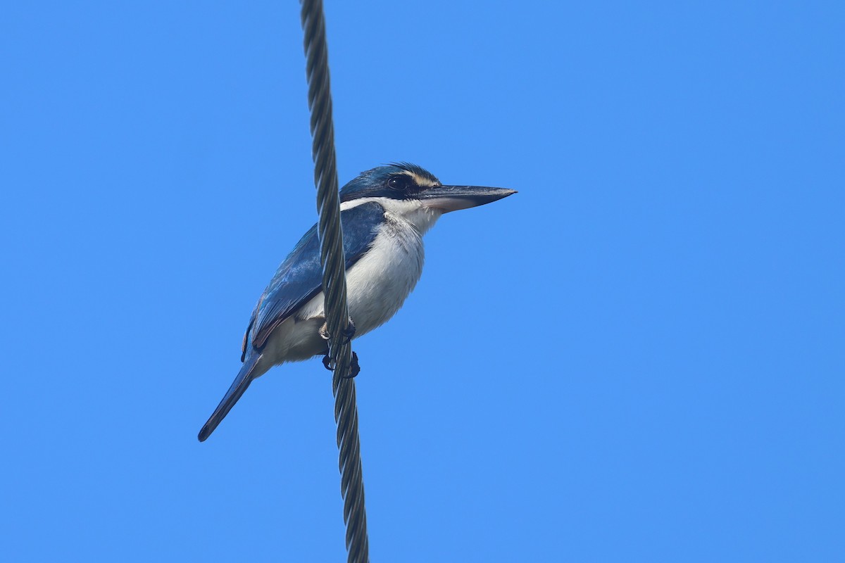 Pacific Kingfisher - ML643174797