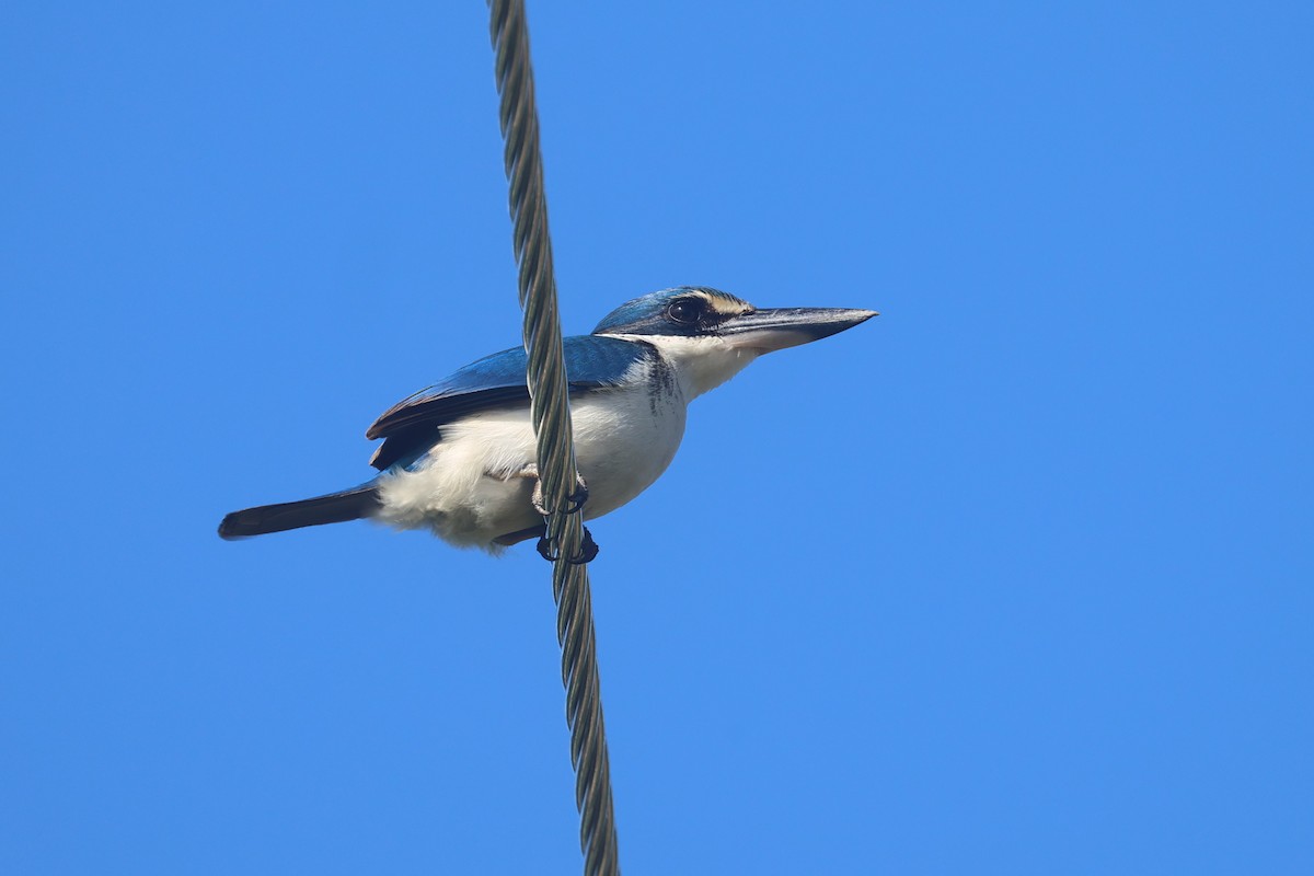 Pacific Kingfisher - ML643174798