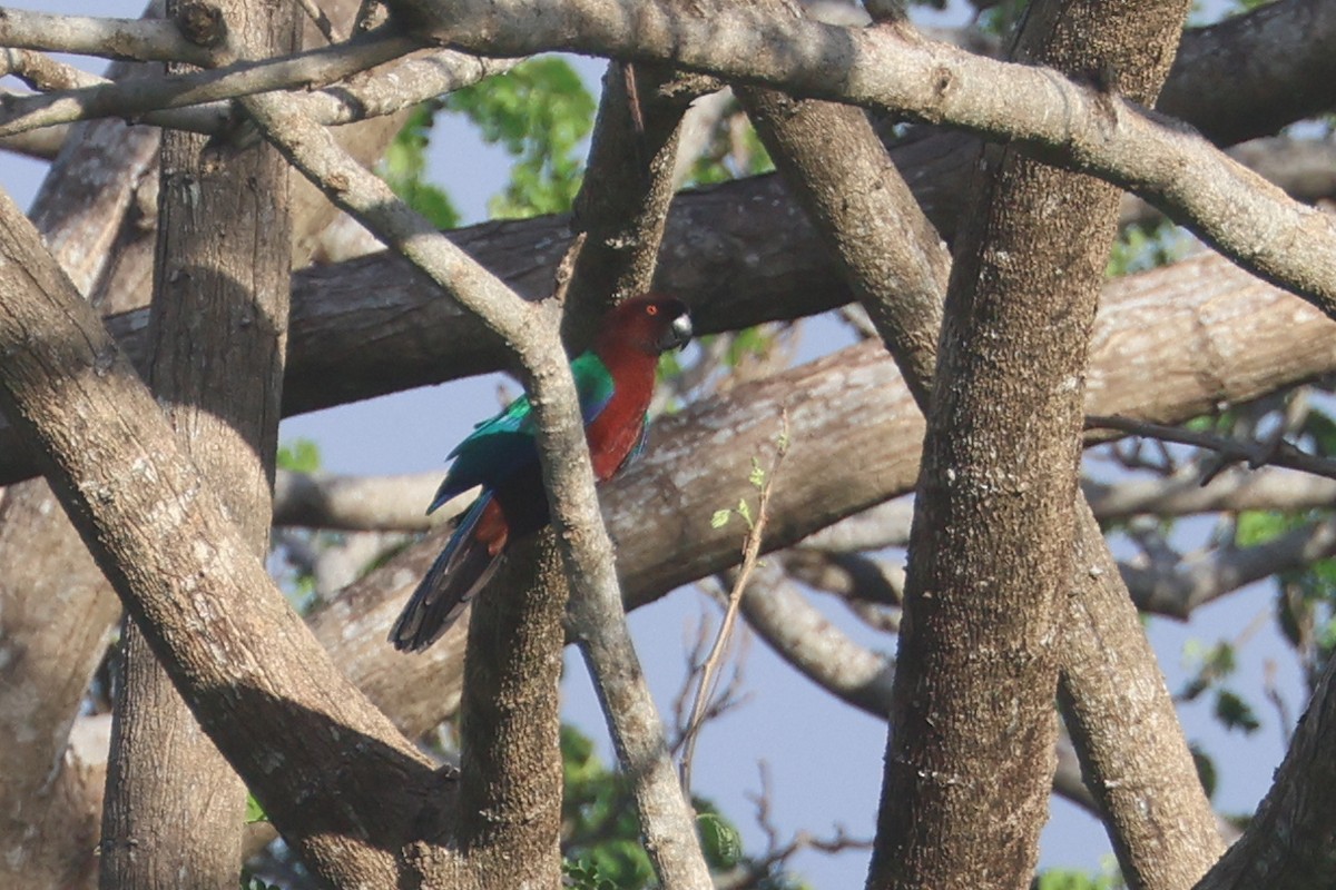 Red Shining-Parrot - ML643174802