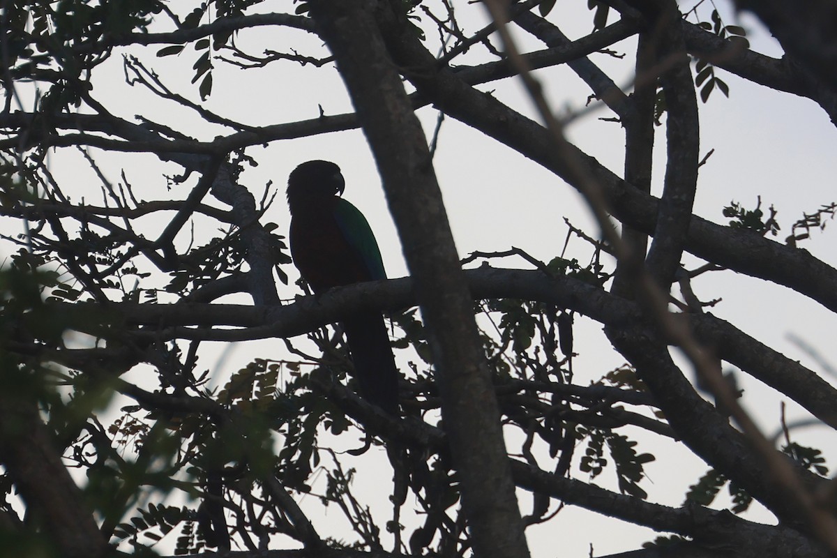 Red Shining-Parrot - ML643174803