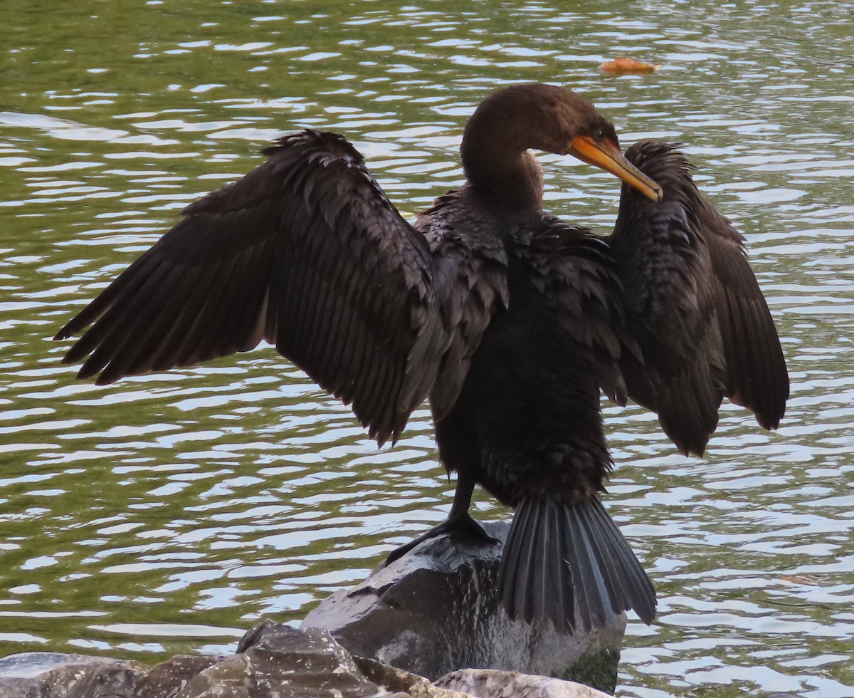 Double-crested Cormorant - ML643174807
