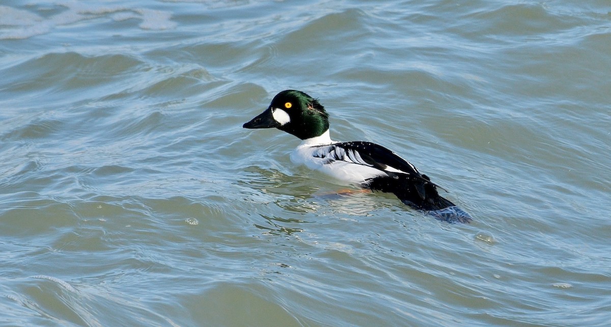 Common Goldeneye - ML643174809