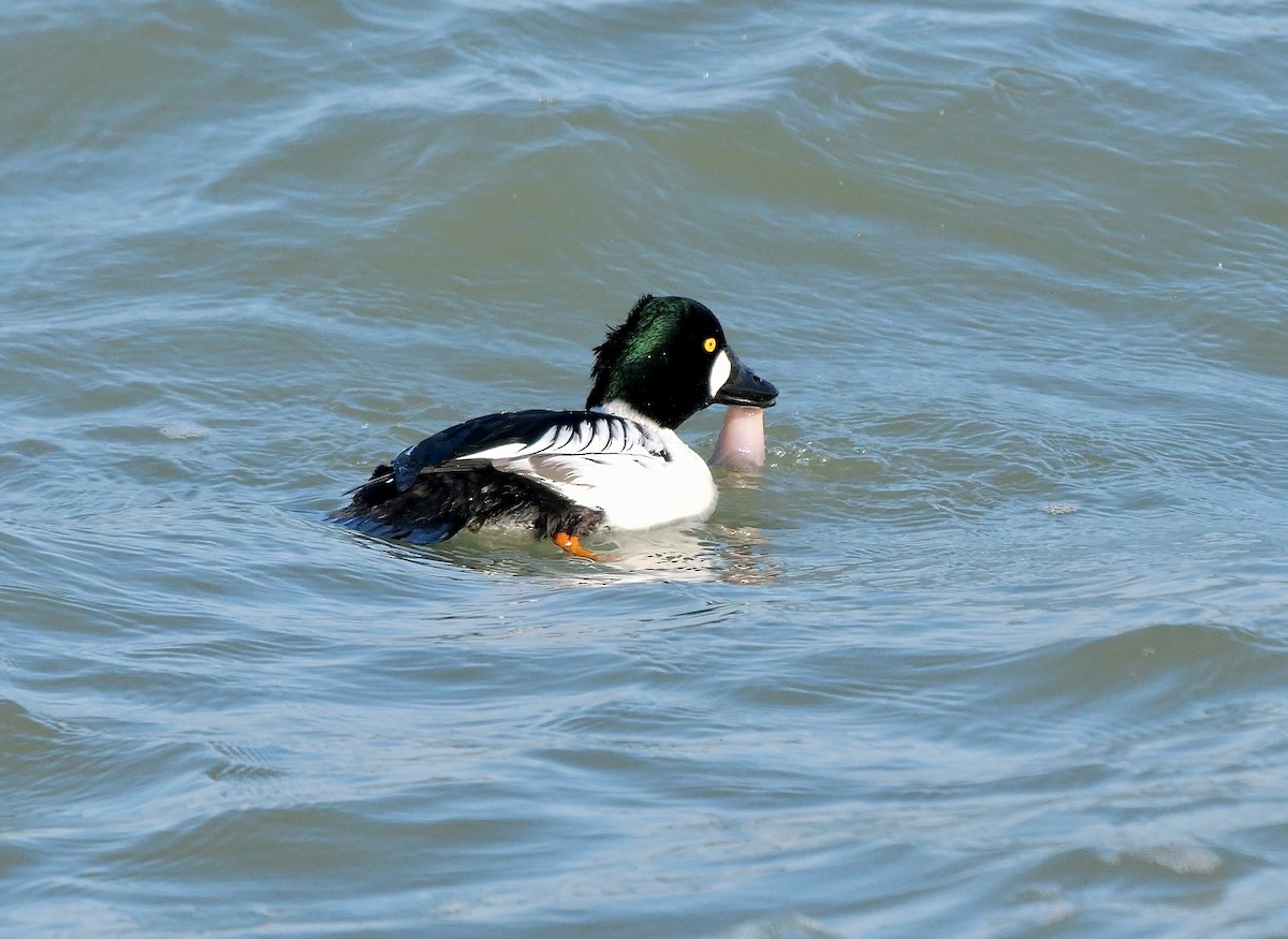 Common Goldeneye - ML643174810