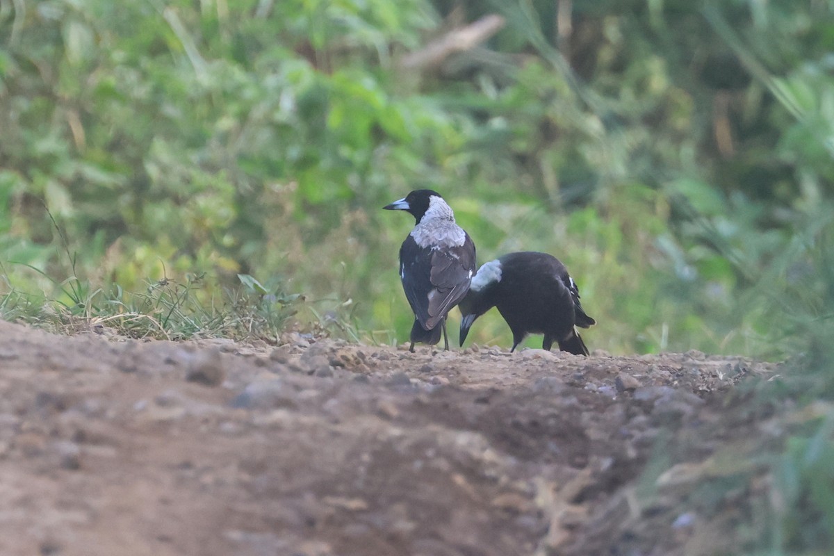 Australian Magpie - ML643174816