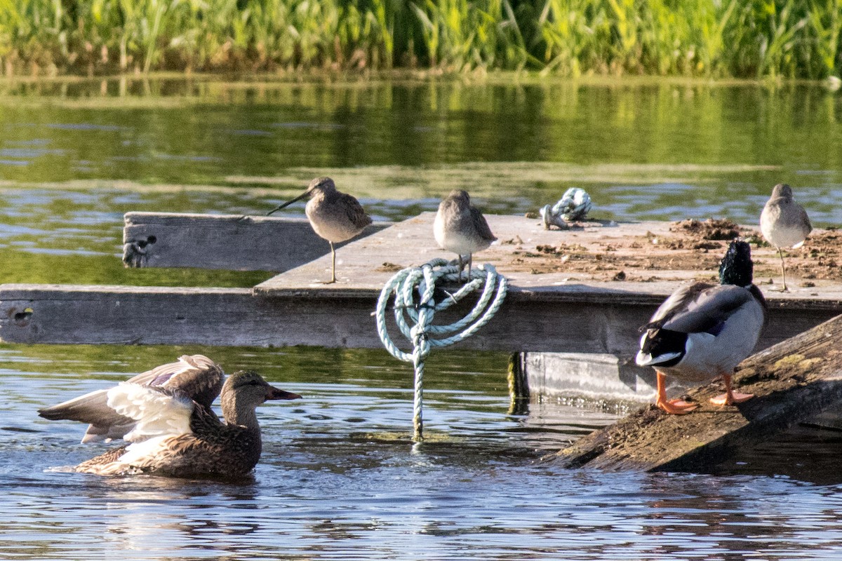 Long-billed Dowitcher - ML643174817