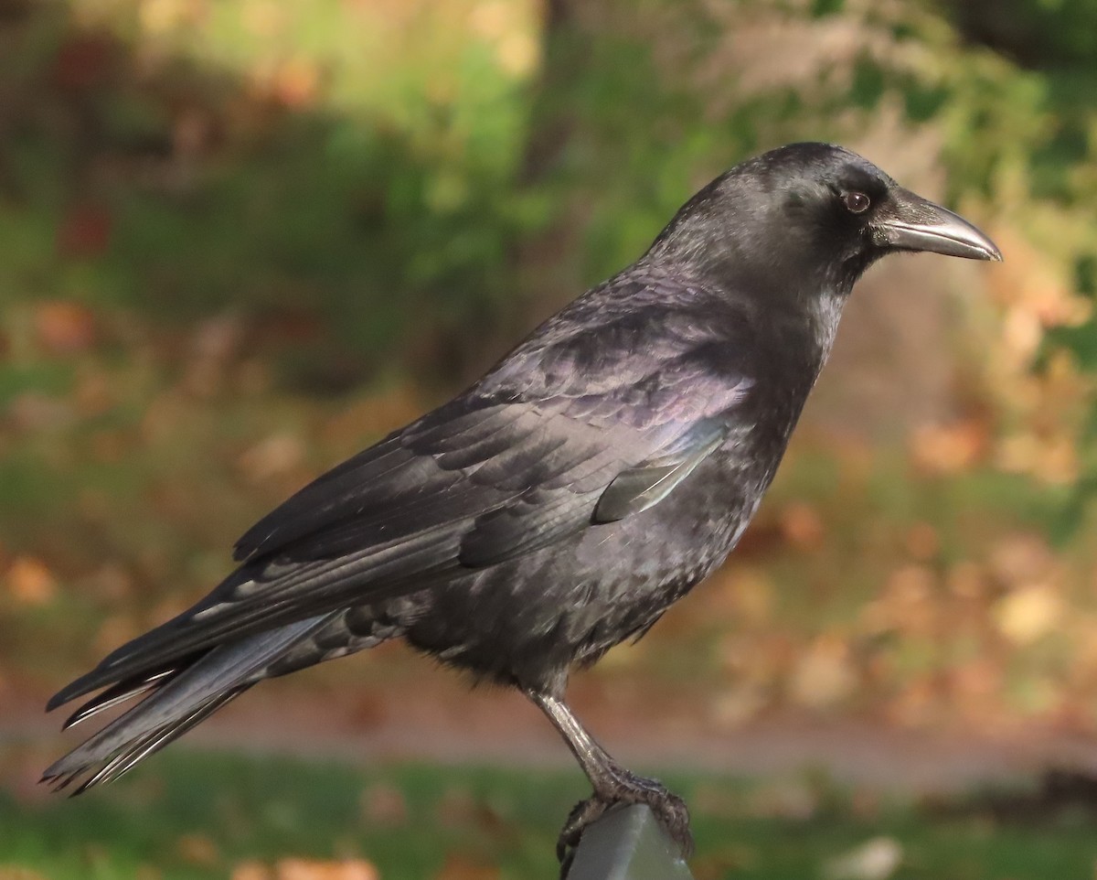 American Crow - ML643174819