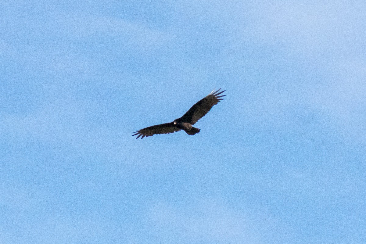 Turkey Vulture - ML643174821