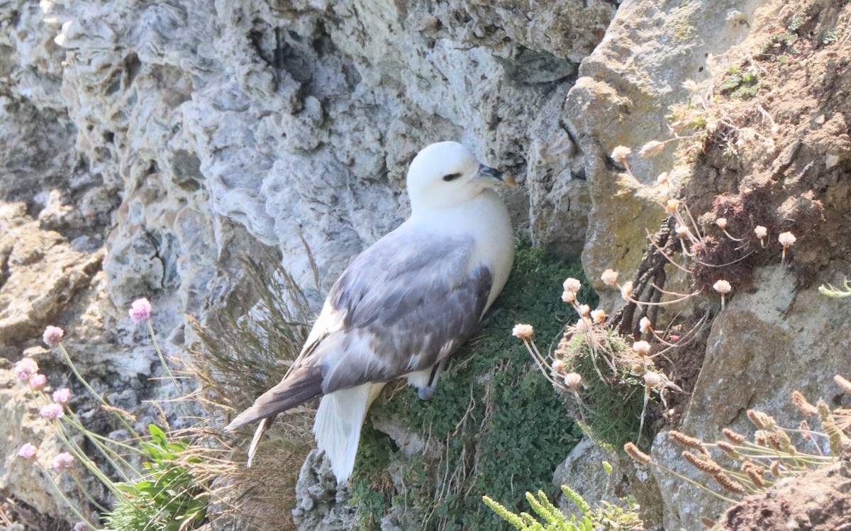 Fulmar Boreal - ML643174822