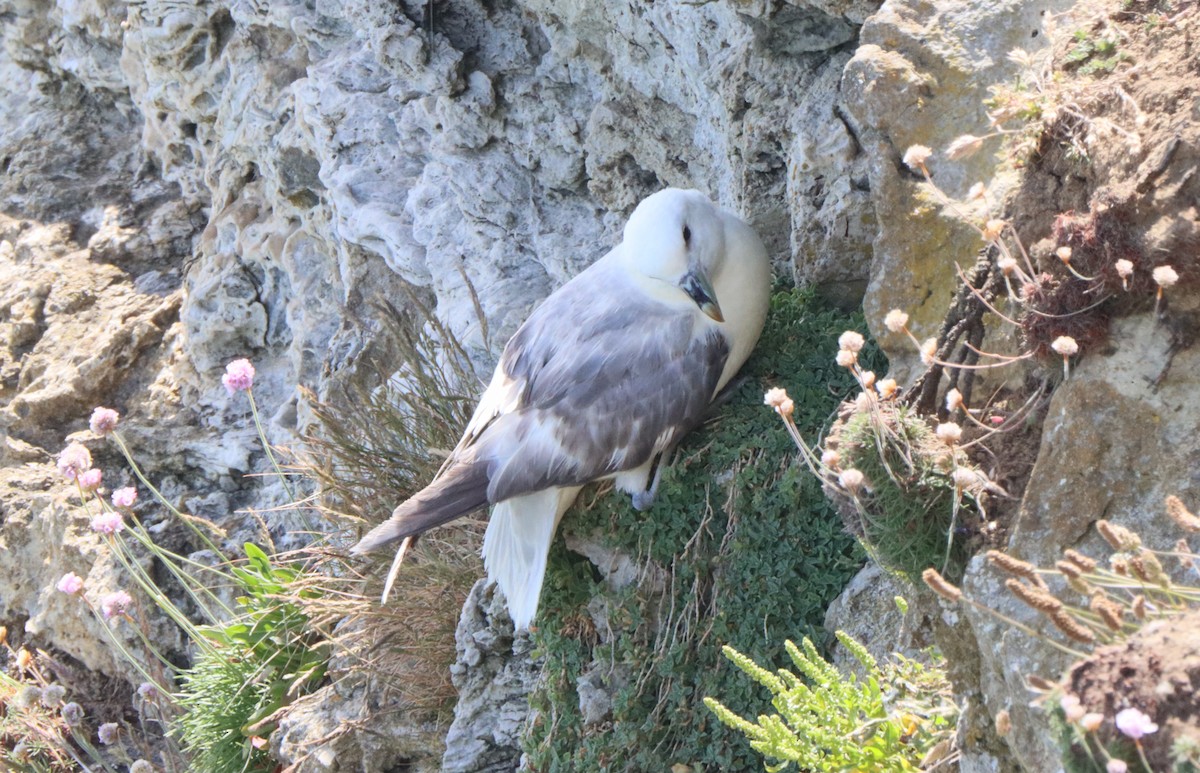 Fulmar Boreal - ML643174823
