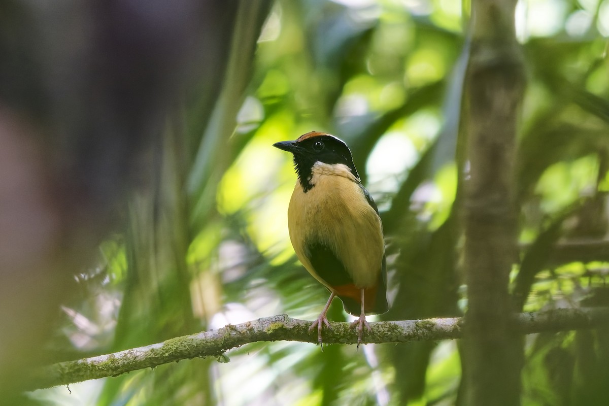 Ornate Pitta - ML643174829