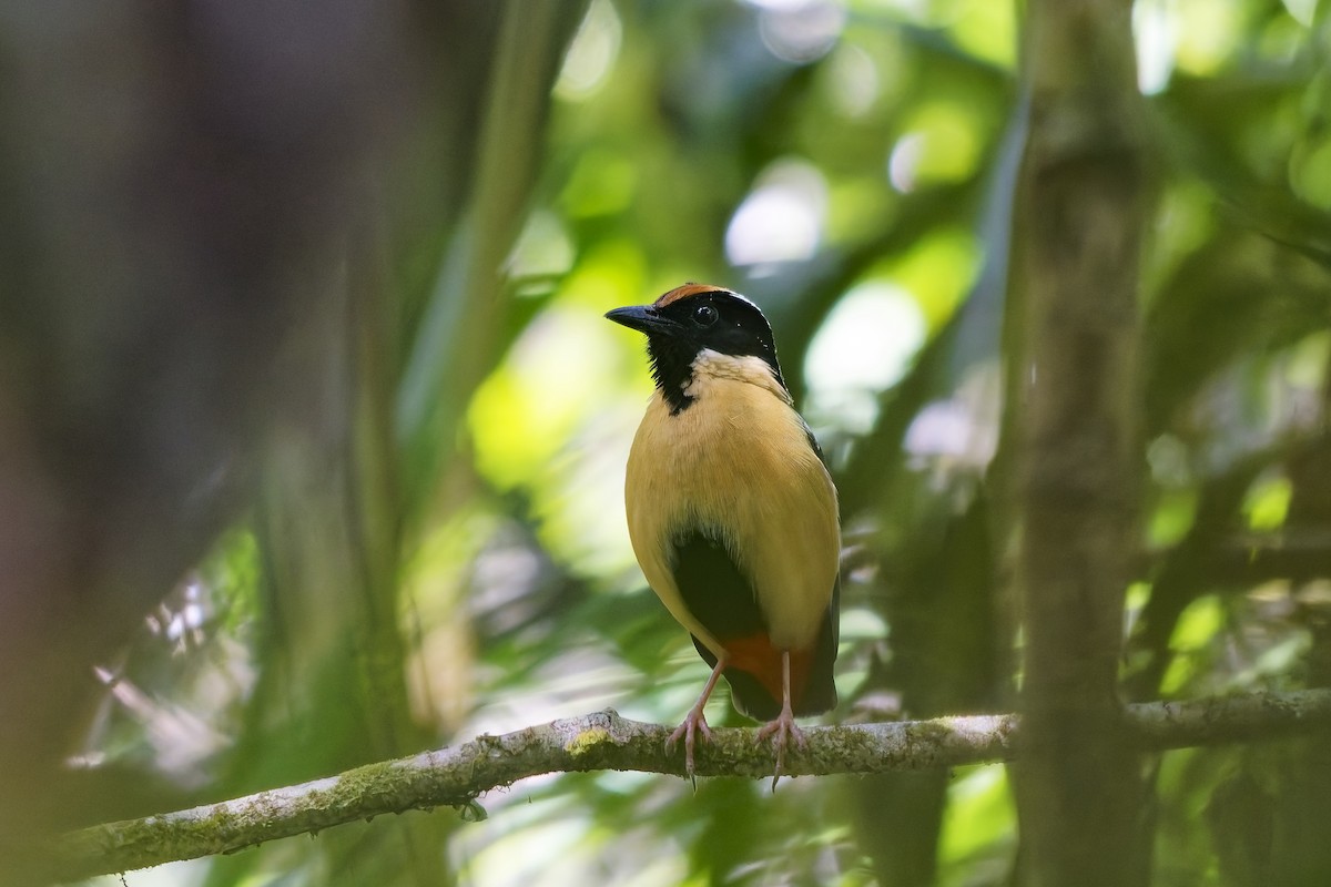 Ornate Pitta - ML643174830