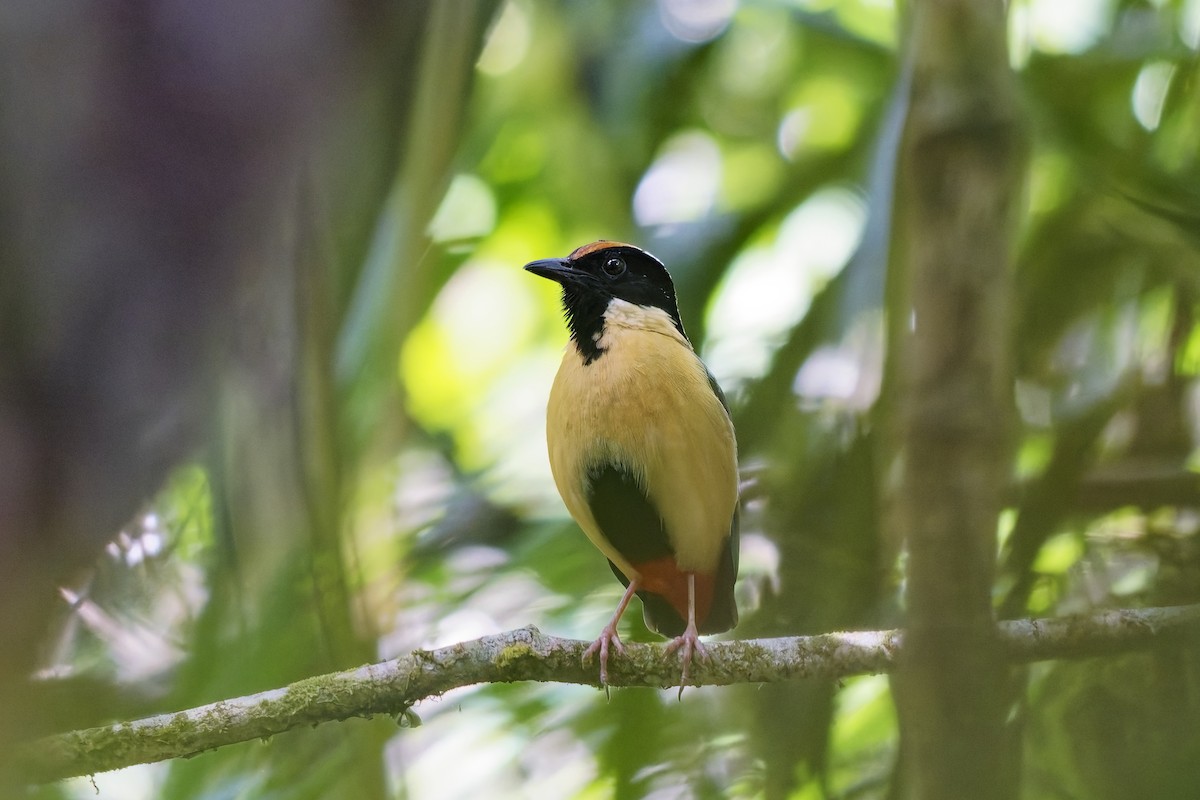 Ornate Pitta - ML643174831