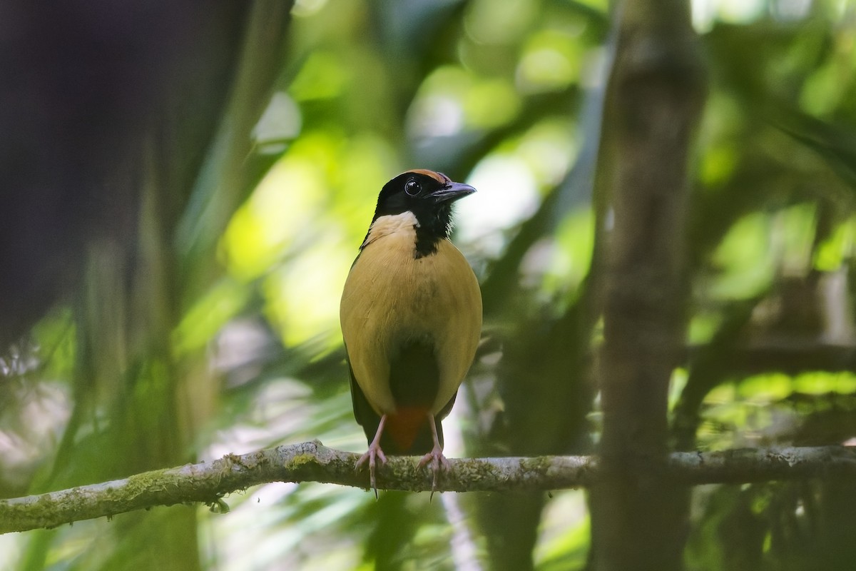 Ornate Pitta - ML643174832