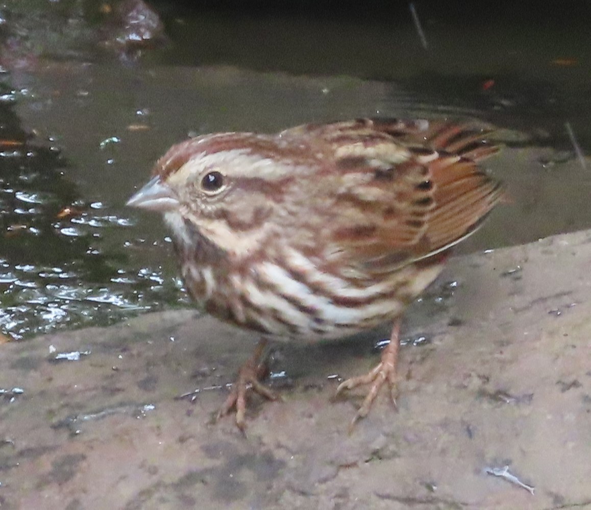 Song Sparrow - ML643174840