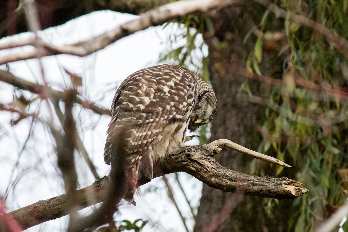 Barred Owl - ML643174845
