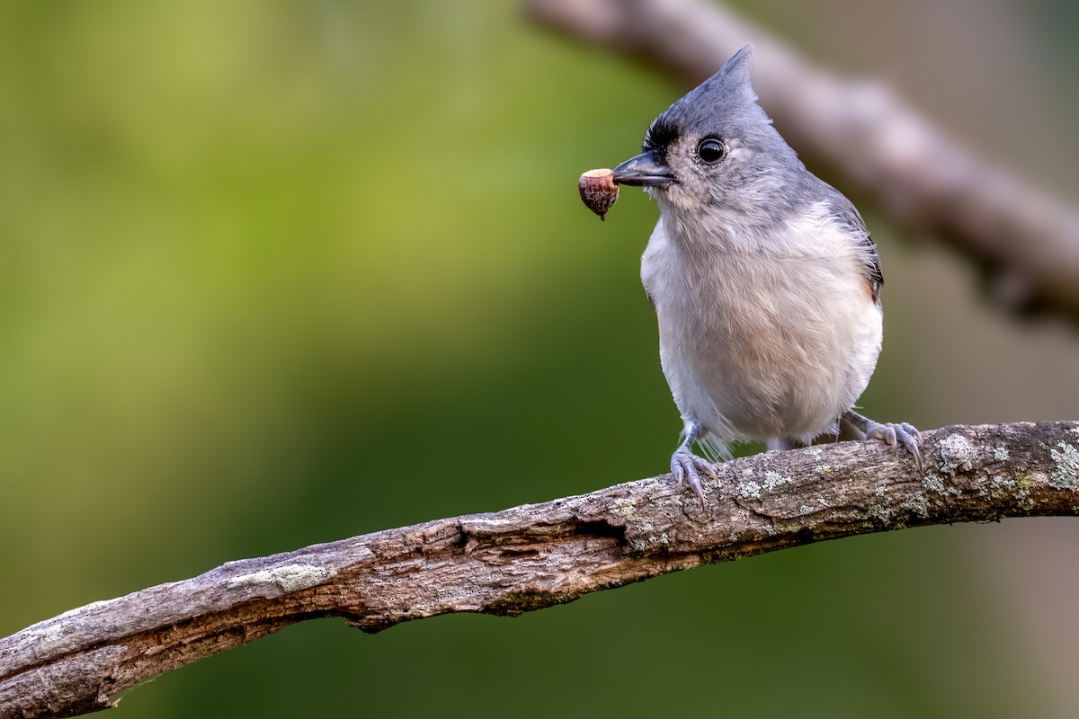 Tufted Titmouse - ML643174866