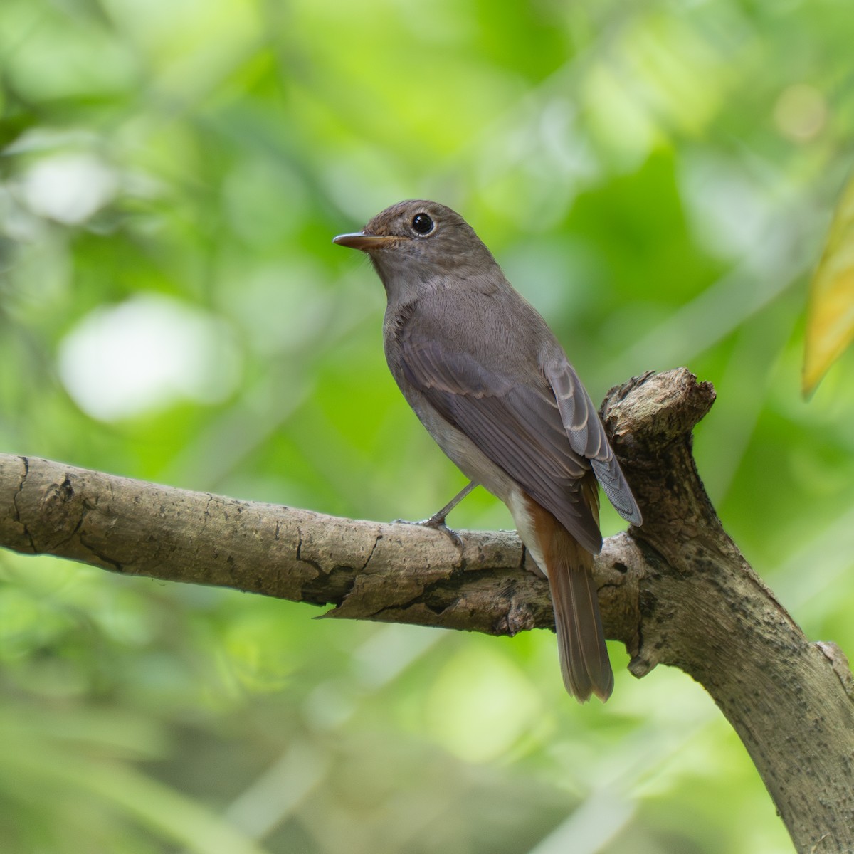 Rusty-tailed Flycatcher - ML643174874
