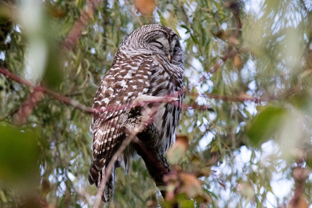 Barred Owl - ML643174878