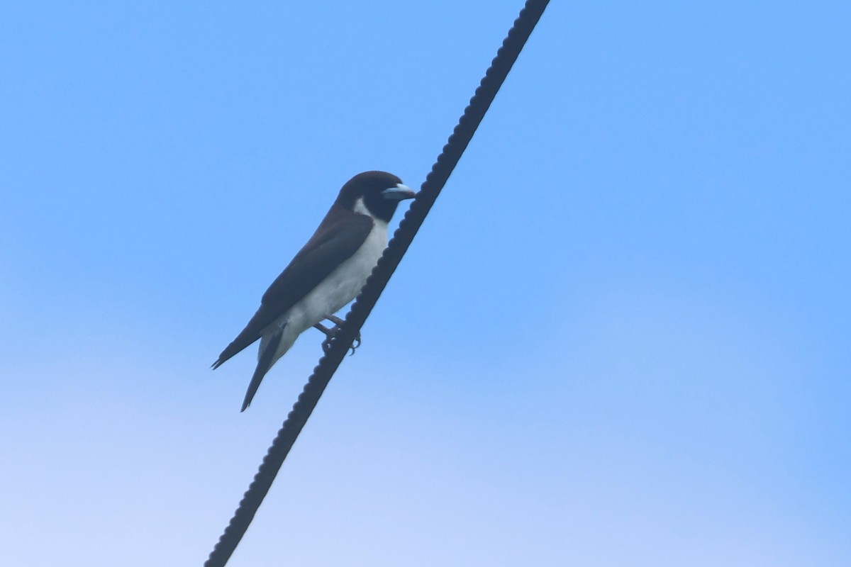 Fiji Woodswallow - ML643174882