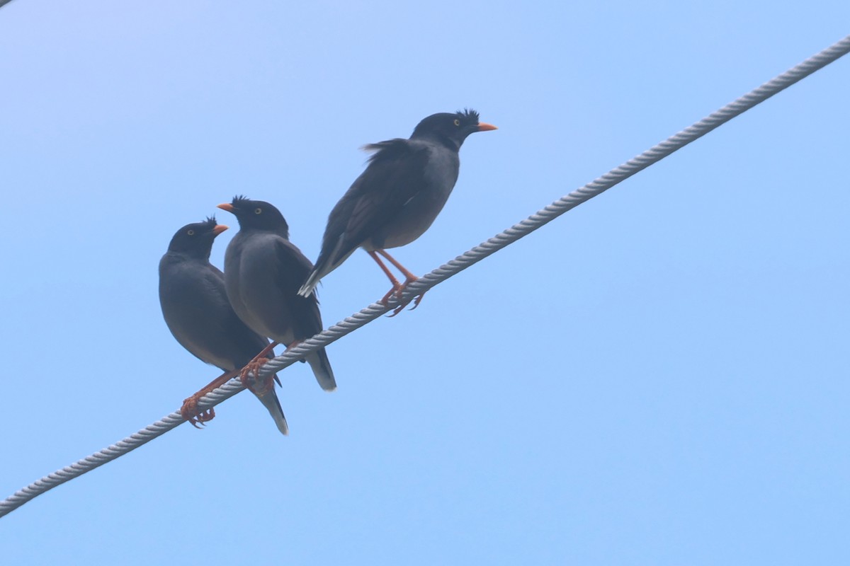 Jungle Myna - ML643174896