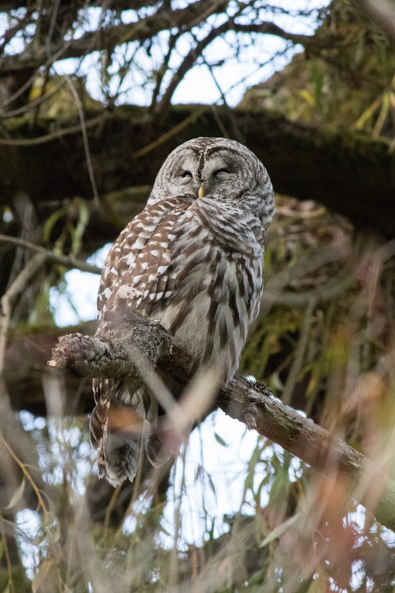 Barred Owl - ML643174898